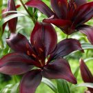 5 Landini Asiatic Lily Bulbs