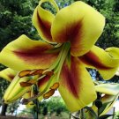 5 Robert Swanson Hybrid Lily Bulbs
