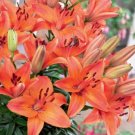Abbeville Pride Lilium Bulbs