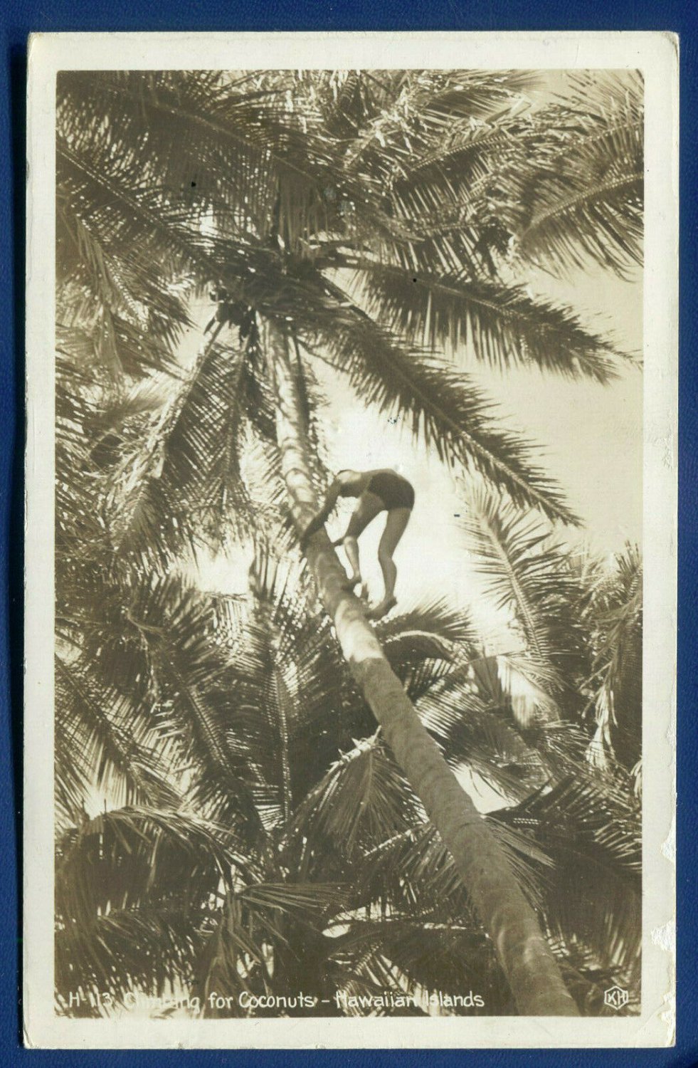 Climbing for Coconuts Hawaii Real Photo Postcard RPPC