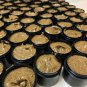 Durva Herbs and More COCOA COFFEE FACE SCRUB Free Ship
