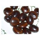 Mountain Tamarind Seed, Pahadi imli Beej FREE SHIPPING