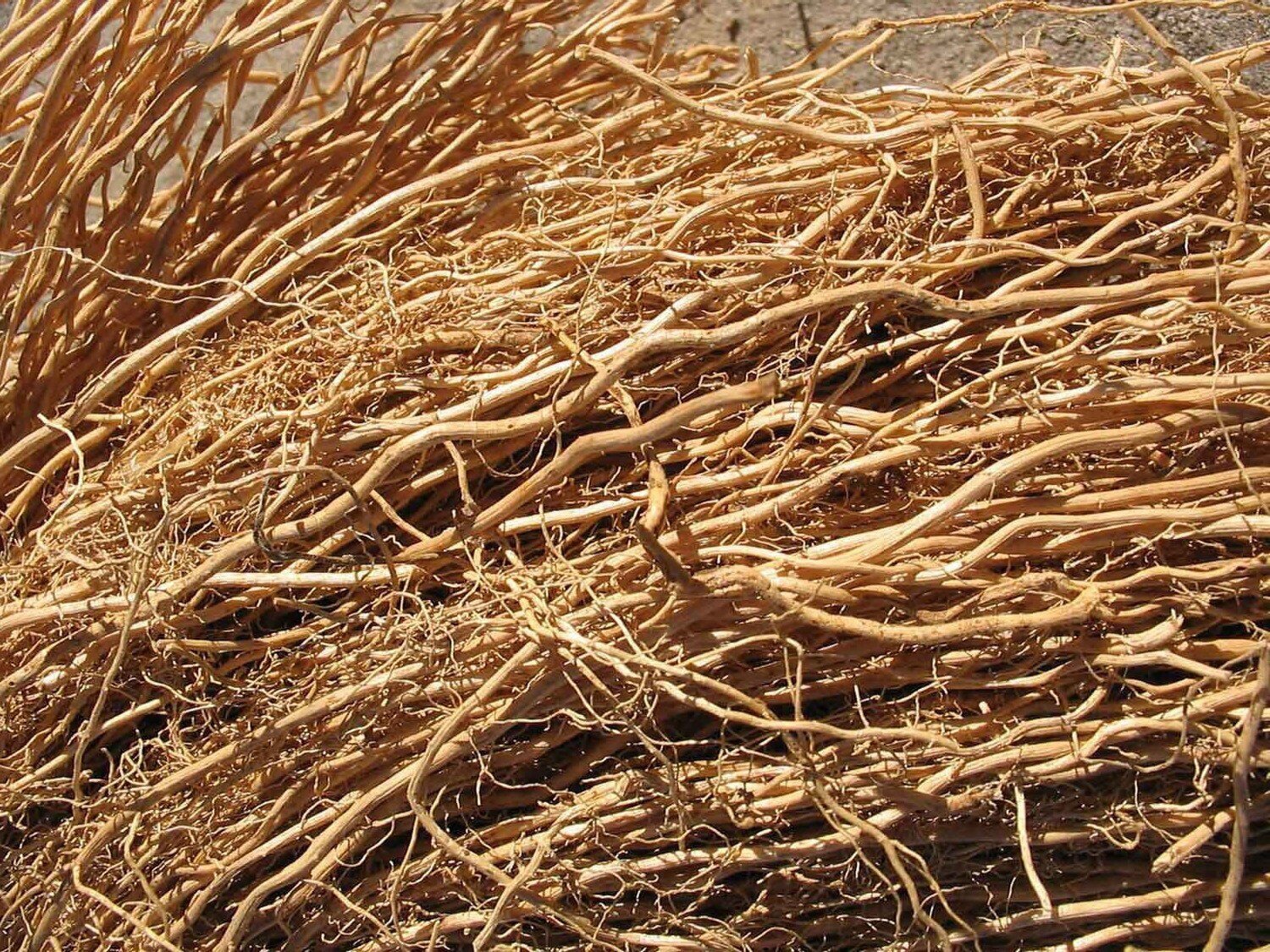 Khus Root / Vetiver Root Khas Khas Grass Kus Vetiveria Zizanioides