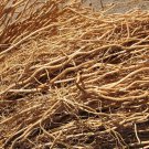 Khus Root / Vetiver Root Khas Khas Grass Kus Vetiveria Zizanioides