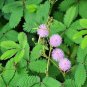 Mimosa Pudica Seed Powder