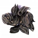 Bichhu Phal  fruit whole Martynia annua Cat's Claws tiger's claw iceplant