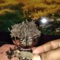 100% Pure JATAMANSI ROOT INDIAN SPIKENARD TAPASWANI MUSKROOT NARD -Free Shipping