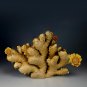 Fresh Organic Dried Ginger | Adrak 100 g Express shipping