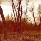 northwoods improvisers - branches CD 2000 antropy stereo 8 tracks new ESR 010