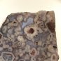 Thick Fish Eye Agate Slab Ghost Fortifications, Ocean Agate Specimen Display 8oz