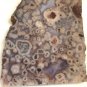 Thick Fish Eye Agate Slab Ghost Fortifications, Ocean Agate Specimen Display 8oz