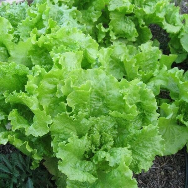 Black Seeded Simpson Lettuce Seeds NonGMO Vegetable Seeds Free