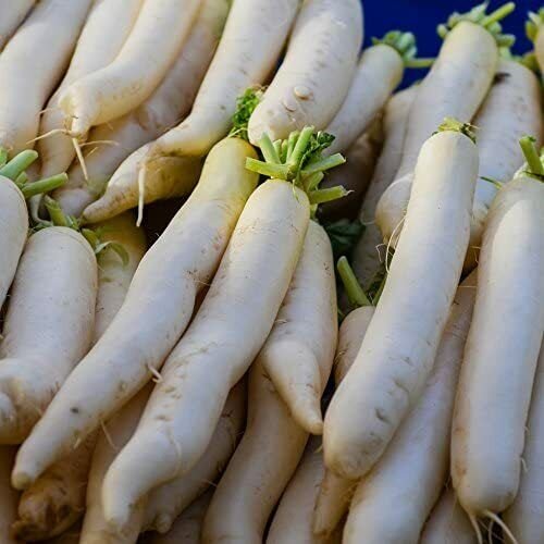 Miyashige Daikon White Radish Seeds NonGMO Vegetable Seeds Free