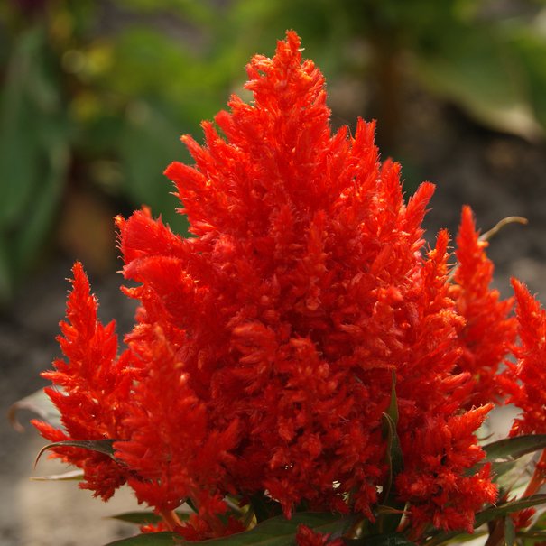 Scarlet Plume Celosia Seeds NonGMO Flower Seeds Free Shipping