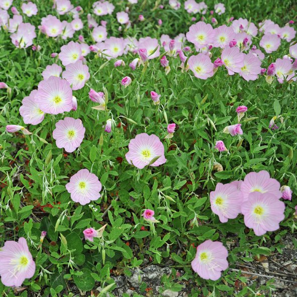 Showy Evening Primrose Seeds NonGMO Flower Seeds Free Shipping