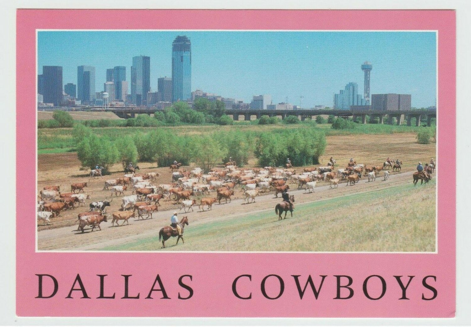 Cowboys Cattle Drive Dallas Texas TX USA UnPosted Chrome Continental Postcard