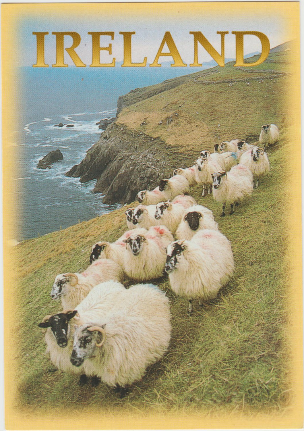 Ireland Sheep Postcard