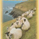 Ireland Sheep Postcard