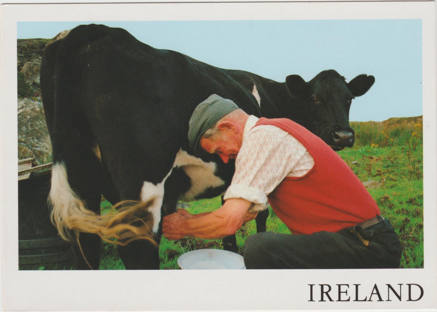 Milking Time near Slieve League Donegal Ireland Postcard