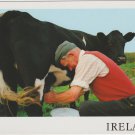 Milking Time near Slieve League Donegal Ireland Postcard