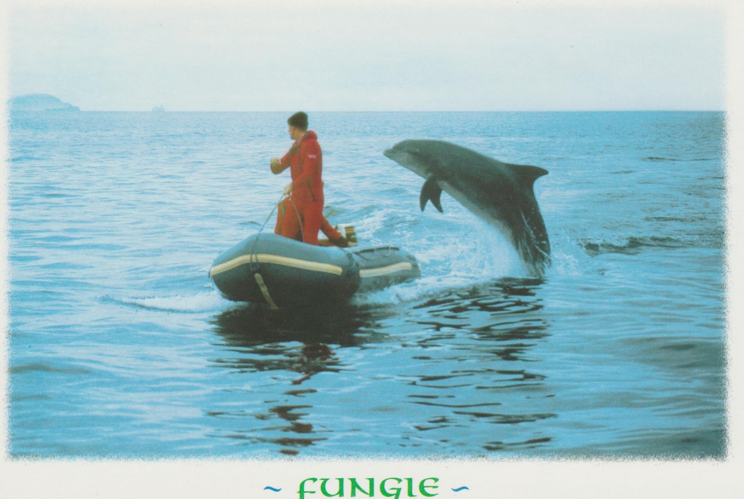 Fungie The Dolphin Delights Visitors To Dingle Harbour Ireland Postcard