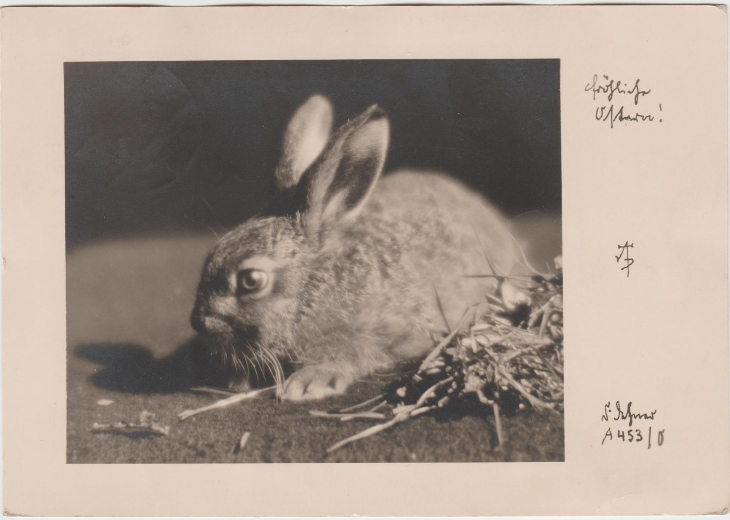 RPPC Easter Bunny real photo postcard