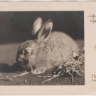 RPPC Easter Bunny real photo postcard