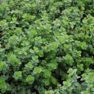 Italian Oregano 300 - 256,000 Seeds Origanum Vulgare Bulk Wholesale pizza spice