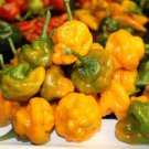 1 Live 17 – 22" inch Plant Jamaican yellow Scotch Bonnet hot chili pepper rare h