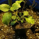 3 (6) LIVE 5 - 9" Seedlings Lemon Balm Herb Heirloom REPELS MOSQUITOS Melissa Of