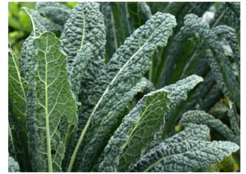 LACINATO (200 - 3200) Seeds Dinosaur KALE Black Tuscany Nero Di Toscana ...