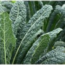 LACINATO (200 - 3200) Seeds Dinosaur KALE Black Tuscany Nero di Toscana forage LACINATO (200 - 3200) Seeds Dinosaur KALE Black Tuscany Nero di Toscana forage