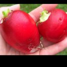 German Giant Radish Select Quantities 30-10000 Seeds Very Large Delicious Crispy German Giant Radish Select Quantities 30-10000 Seeds Very Large Delicious Crispy