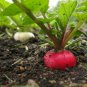 German Giant Radish Select Quantities 30-10000 Seeds Very Large Delicious Crispy