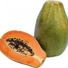 15 Seeds Meradol Maradol Caribbean Red Caribbean Sunrise Papaya Plant Big Fruit 15 Seeds Meradol Maradol Caribbean Red Caribbean Sunrise Papaya Plant Big Fruit