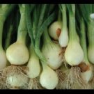 Nebuka Evergreen Bunching Onion select 25 - 1000 Seeds rare Japanese White Bulk Nebuka Evergreen Bunching Onion select 25 - 1000 Seeds rare Japanese White Bulk