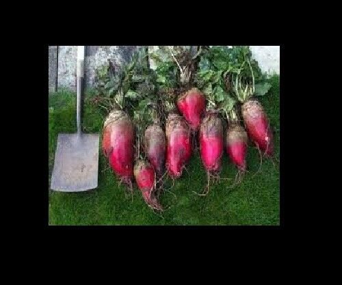 Mammoth Red Mangle beet 25-3200 Seeds Giant up to 25 POUNDS! Heirloom non-GMO