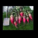 Mammoth Red Mangle beet 25-3200 Seeds Giant up to 25 POUNDS! Heirloom non-GMO