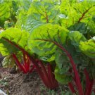 Ruby Red Swiss Chard Heirloom silverbeet 25 - 800 seeds Heirloom Bulk Wholesale Ruby Red Swiss Chard Heirloom silverbeet 25 - 800 seeds Heirloom Bulk Wholesale