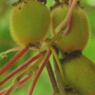Kiwi Fruit Chinese Gooseberry 120 - 5000 Seeds Actinidia chinensis Green Vine