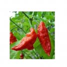 25 Red Bhut Jolokia Seeds Ghost Pepper Naga Jolokia HOT Chilli *900K-1.1M+ SHUS 25 Red Bhut Jolokia Seeds Ghost Pepper Naga Jolokia HOT Chilli *900K-1.1M+ SHUS