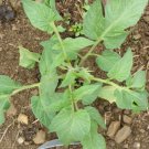 30 Seeds Brandywine Pink Tomato Heirloom Large Slicing Potato Leaved 30 Seeds Brandywine Pink Tomato Heirloom Large Slicing Potato Leaved