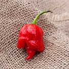 15 Seeds Trinidad Scorpion BUTCH T Worlds Hottest! World Record RARE Pepper