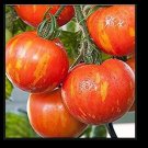 Red Zebra Tomato 10 - 100 Seeds Rare Colorful Heirloom Very productive!