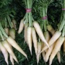 Lunar White Carrots 300 - 32,000 Seeds Coreless RARE Bulk Tastiest Wholesale