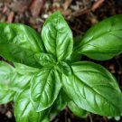 Sweet Basil Herb select 100 - 5,000 seeds Fresh Heirloom Great Aroma Dried Garde Sweet Basil Herb select 100 - 5,000 seeds Fresh Heirloom Great Aroma Dried Garde
