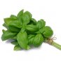 Sweet Basil Herb select 100 - 5,000 seeds Fresh Heirloom Great Aroma Dried Garde