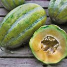 Bidwell Casaba Melon 20 -100 Seeds Cantaloupe Large HUGE Heirloom Massive 16 lb! Bidwell Casaba Melon 20 -100 Seeds Cantaloupe Large HUGE Heirloom Massive 16 lb!