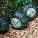 Buttercup Burgess Winter Squash 10 Seeds Treated Heirloom 3-4 lbs! Sweet Flesh