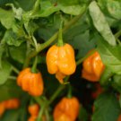 15 Seeds Trinidad Scorpion BUTCH T YELLOW Pepper Worlds Hottest! Extreme chili 15 Seeds Trinidad Scorpion BUTCH T YELLOW Pepper Worlds Hottest! Extreme chili